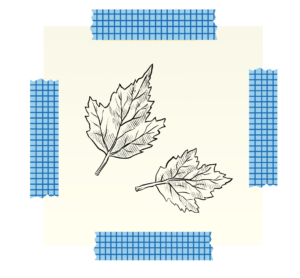 Illustration of leaf rubbing